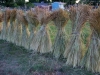 Dried Wheat Bundles